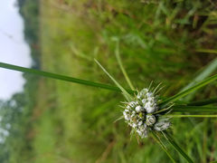 Cyperus pseudovegetus