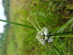 Cyperus pseudovegetus
