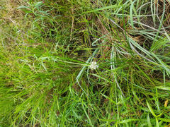 Cyperus pseudovegetus