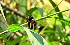 Elzunia humboldt