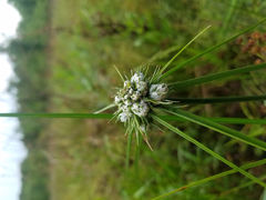 Cyperus pseudovegetus