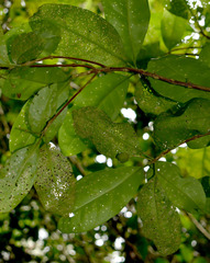 Pitaviaster haplophyllus