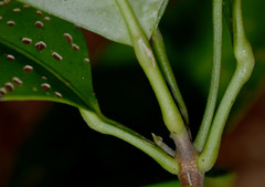 Pitaviaster haplophyllus