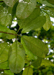 Pitaviaster haplophyllus