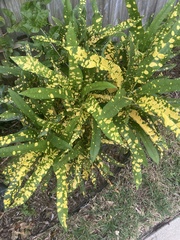 Codiaeum