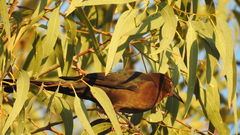 Quiscalus mexicanus