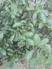 Magnoliopsida