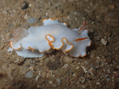 Ardeadoris electra