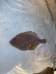 Citharichthys xanthostigma