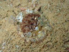 Alicia pretiosa