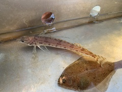 Citharichthys xanthostigma