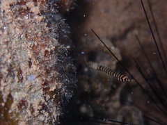 Dunckerocampus chapmani