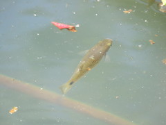 Pseudoxiphophorus bimaculatus