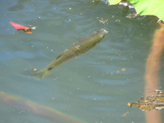 Pseudoxiphophorus bimaculatus