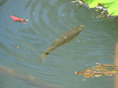 Pseudoxiphophorus bimaculatus