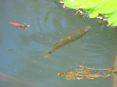 Pseudoxiphophorus bimaculatus