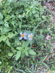 Bidens alba
