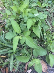 Bidens alba