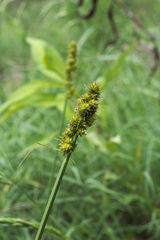 Carex triangularis