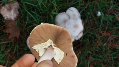 Agaricus