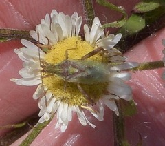 Harmostes reflexulus