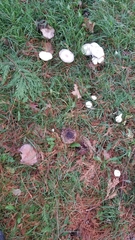 Agaricus