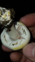 Agaricus