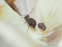 Ptenothrix marmorata