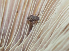 Ptenothrix marmorata