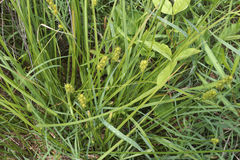 Carex triangularis