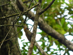 Dryobates maculifrons