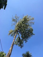 Pterygota brasiliensis