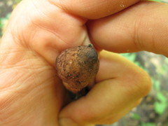Inosperma adaequatum