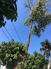 Pterygota brasiliensis