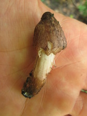 Inosperma adaequatum