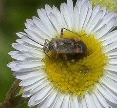 Polymerus basalis