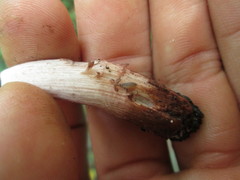 Inosperma adaequatum