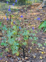 Aconitum carmichaelii