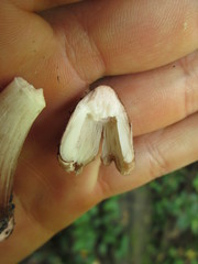 Inosperma adaequatum