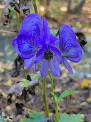 Aconitum carmichaelii