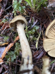 Cortinarius clandestinus