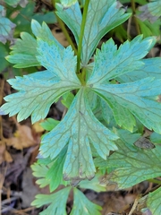 Aconitum carmichaelii