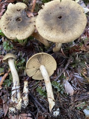 Cortinarius clandestinus