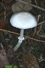 Leucoagaricus ooliekirrus