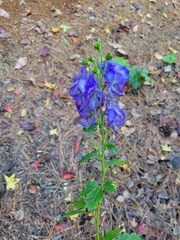 Aconitum carmichaelii