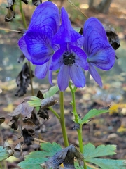 Aconitum carmichaelii