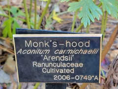 Aconitum carmichaelii