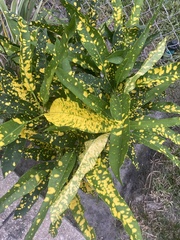 Codiaeum