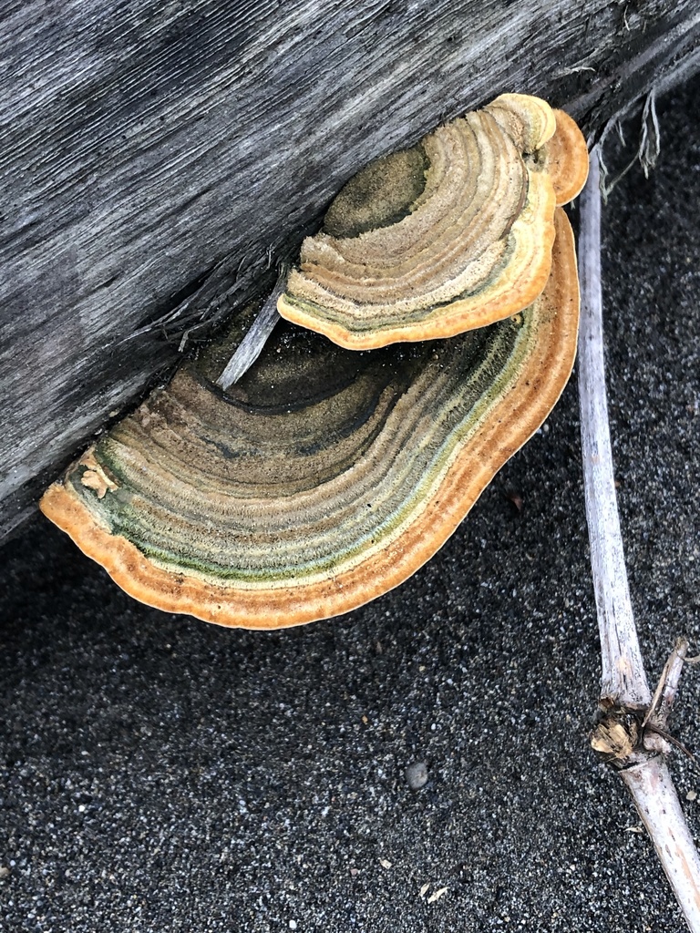 Trametes polyzona · November 2019 · photo: © blazeclaw (iNaturalist, cc-by)