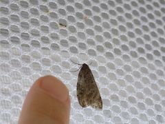 Paleacrita merriccata